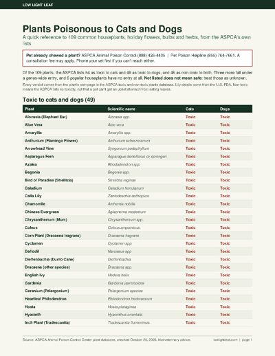 Plants Poisonous to Cats and Dogs: A Quick Reference