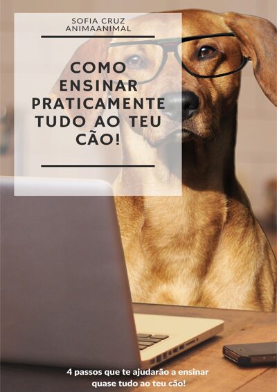 Como ensinar praticamente tudo ao teu cão