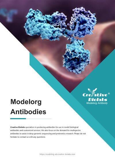 D. melanogaster Antibody - Creative Biolabs